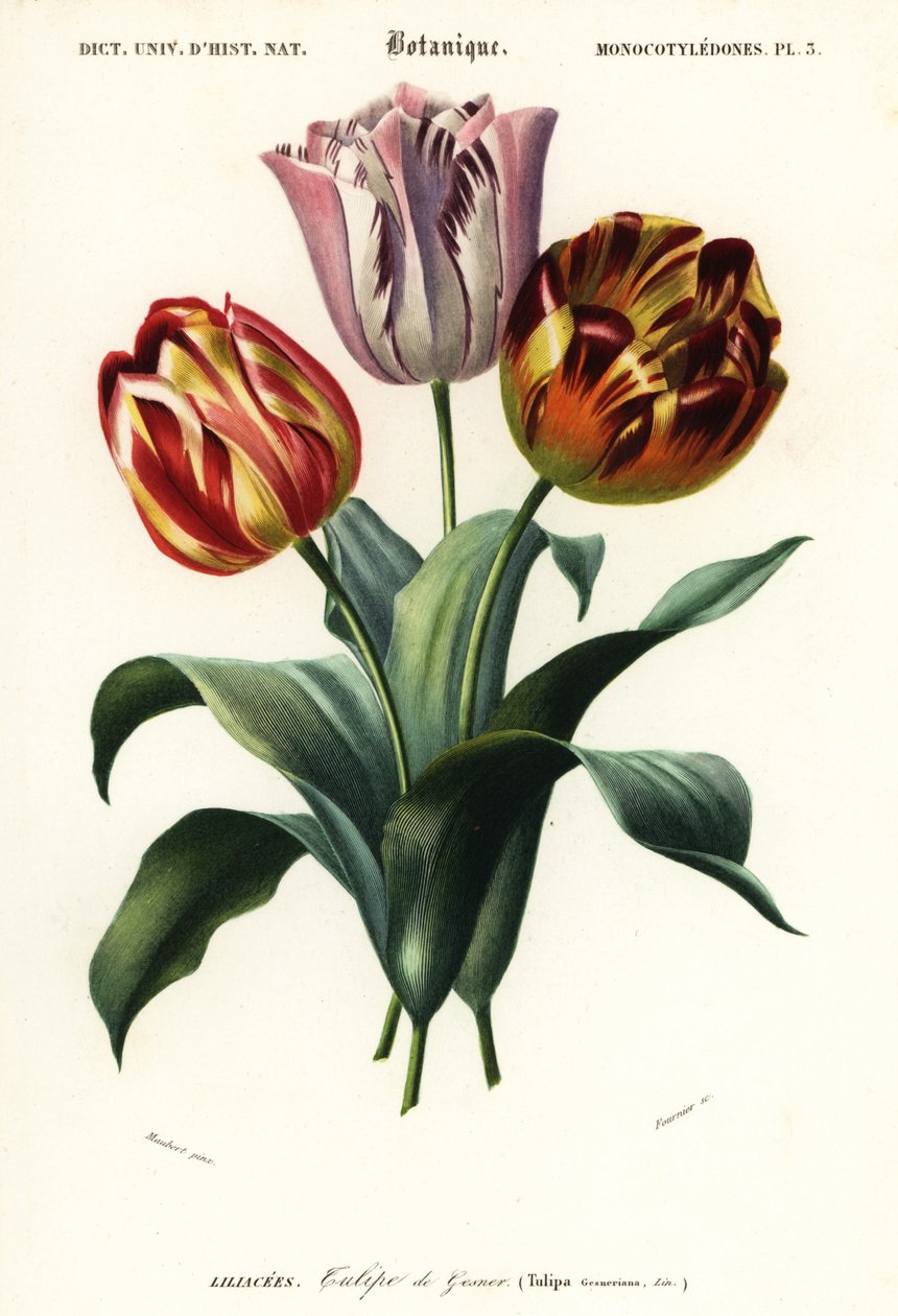 Tulipán de jardín, Tulipa gesneriana.,1849 (grabado) de Louis Joseph Edouard Maubert