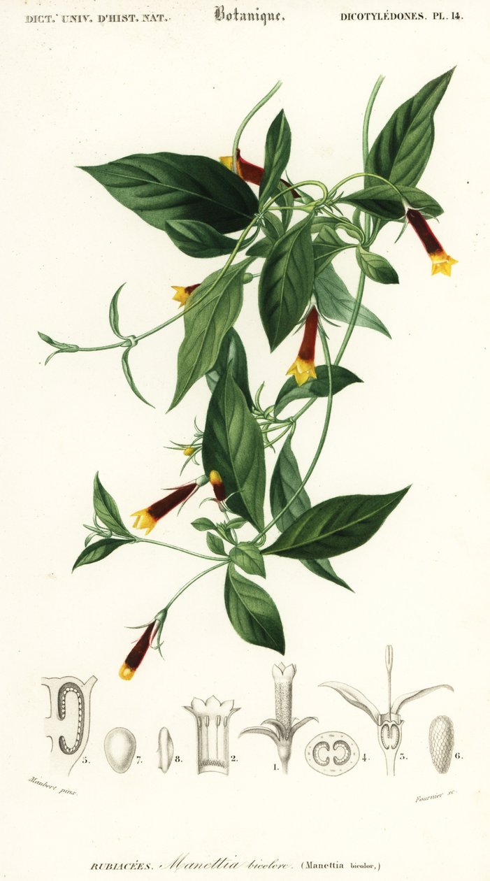 Manettia luteorubra. ,1849 (grabado) de Louis Joseph Edouard Maubert