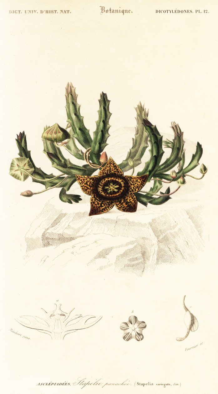 Flor de estrella, Orbea variegata.,1849 (grabado) de Louis Joseph Edouard Maubert