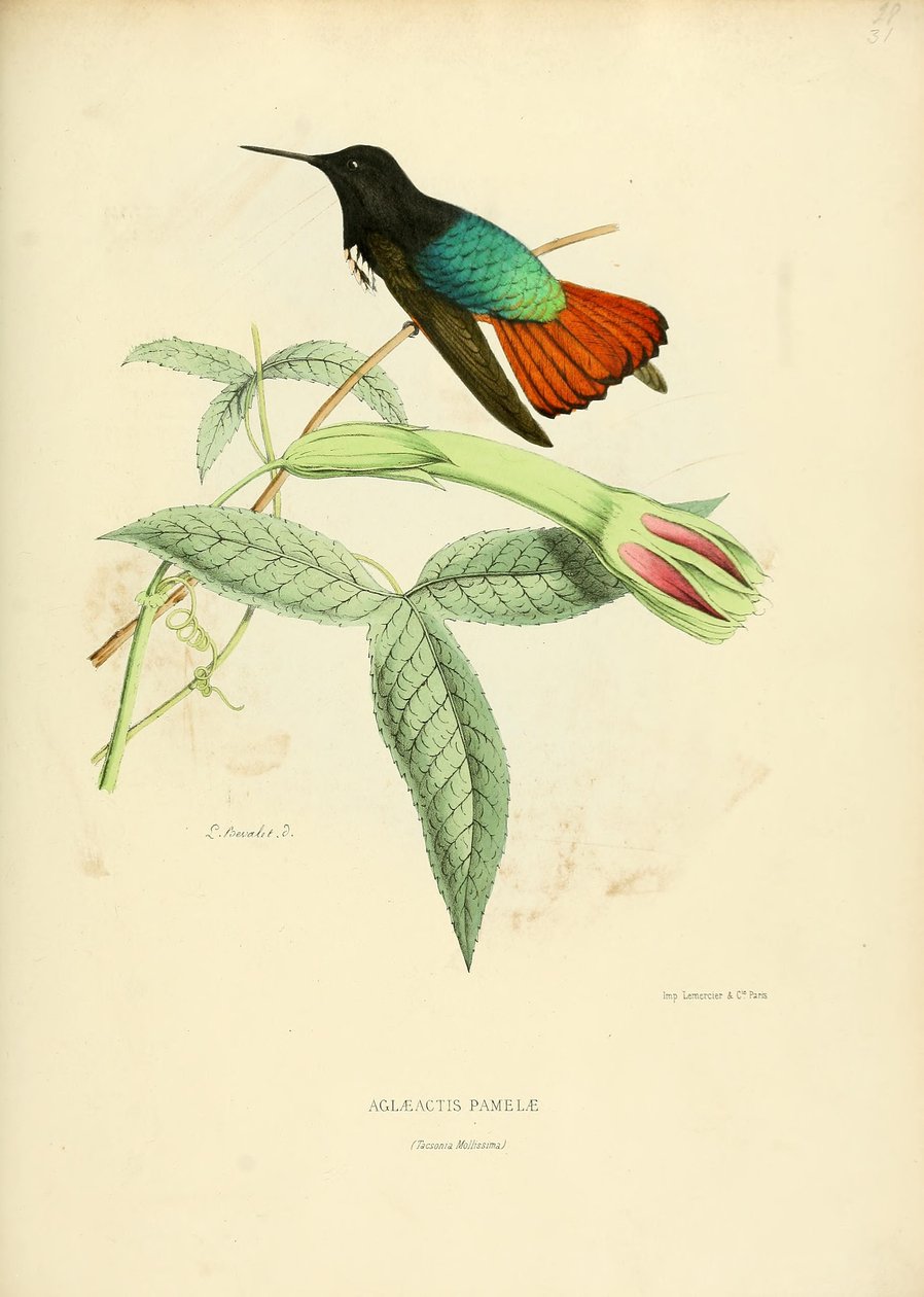 Aglaeactis pamelae de Louis Victor Bevalet