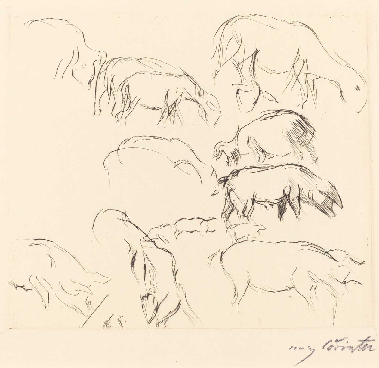 Estudios de animales de Lovis Corinth