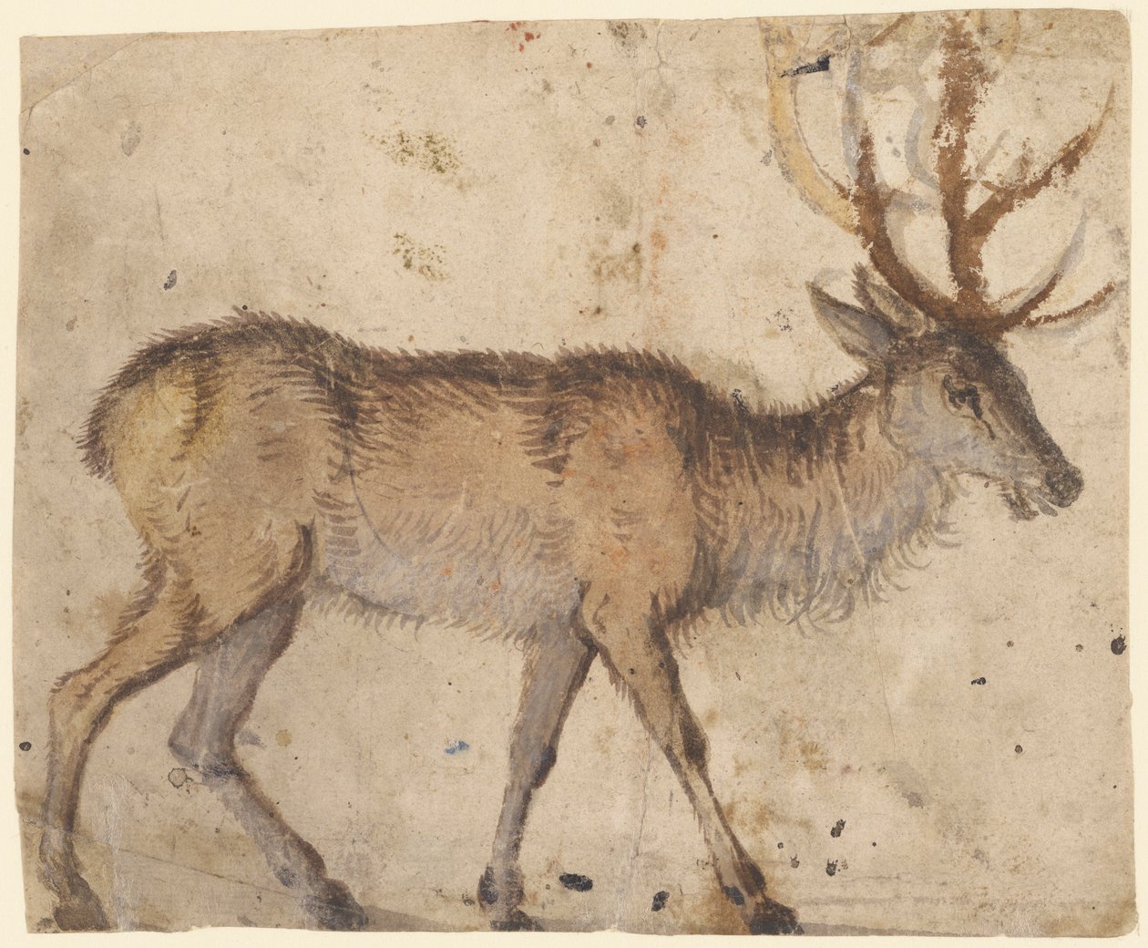 Estudio de un Ciervo de Lucas Cranach the Elder