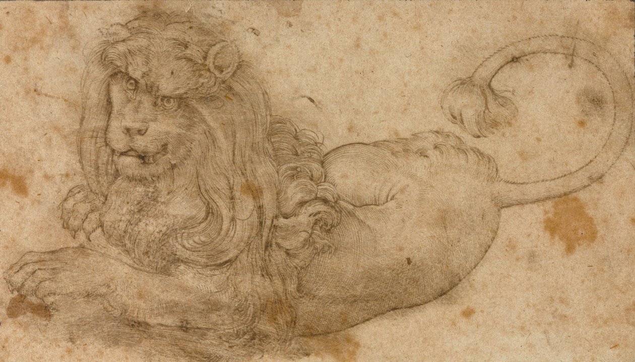 Estudio de un León de Lucas Cranach the Elder