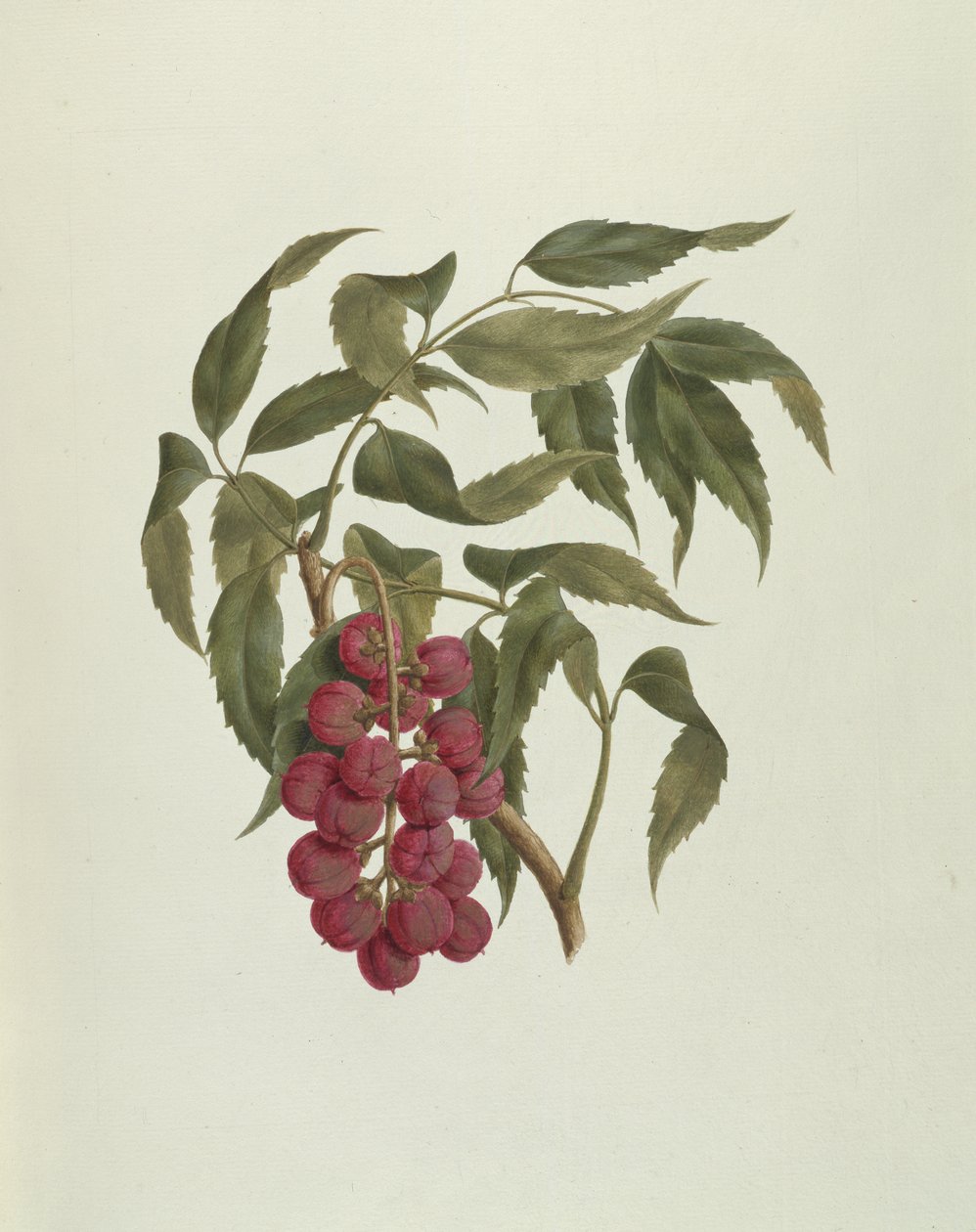 Korsuma (Bersama abyssinica) de Luigi Balugani