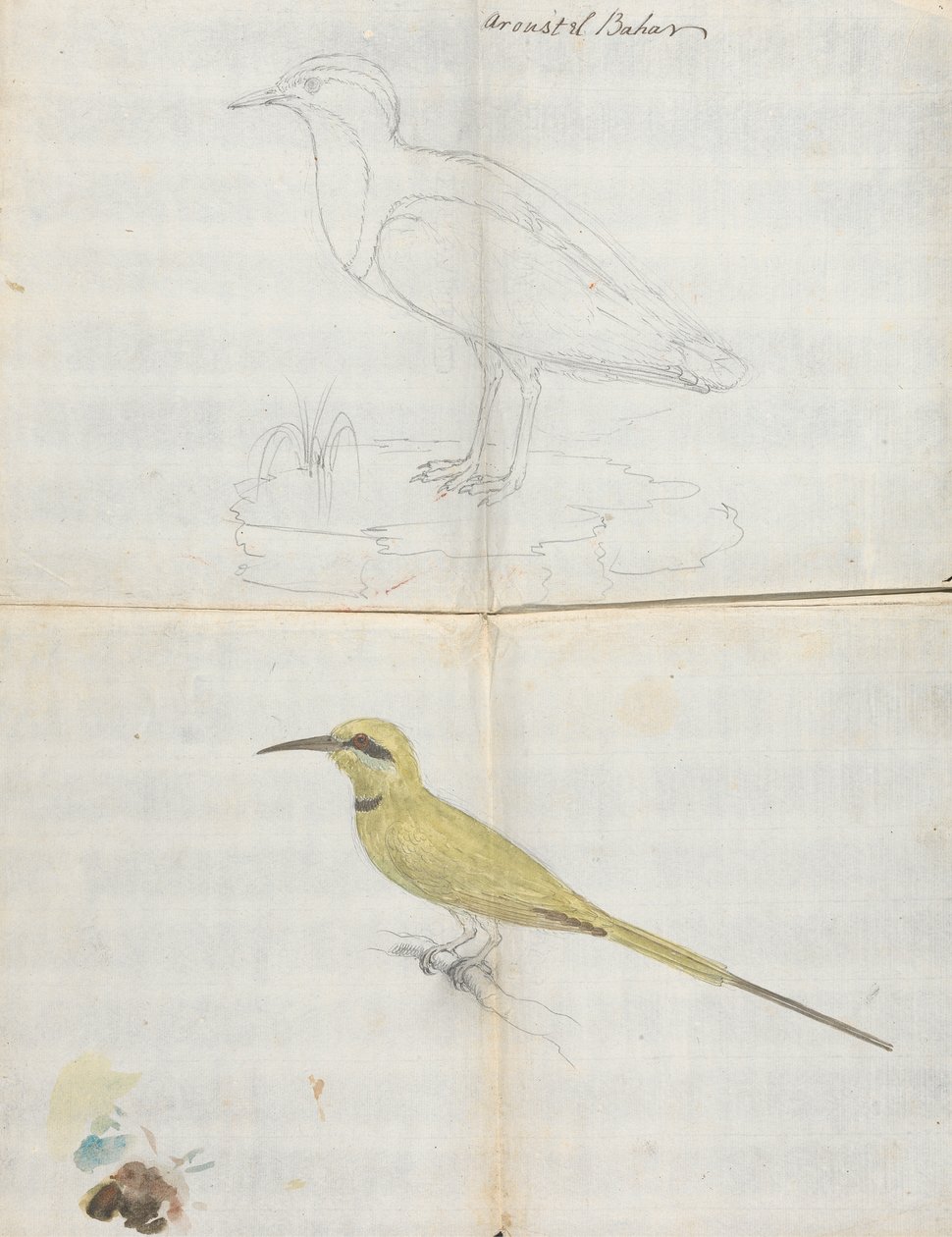 2 pájaros "Aroust el Bahar" de Luigi Balugani