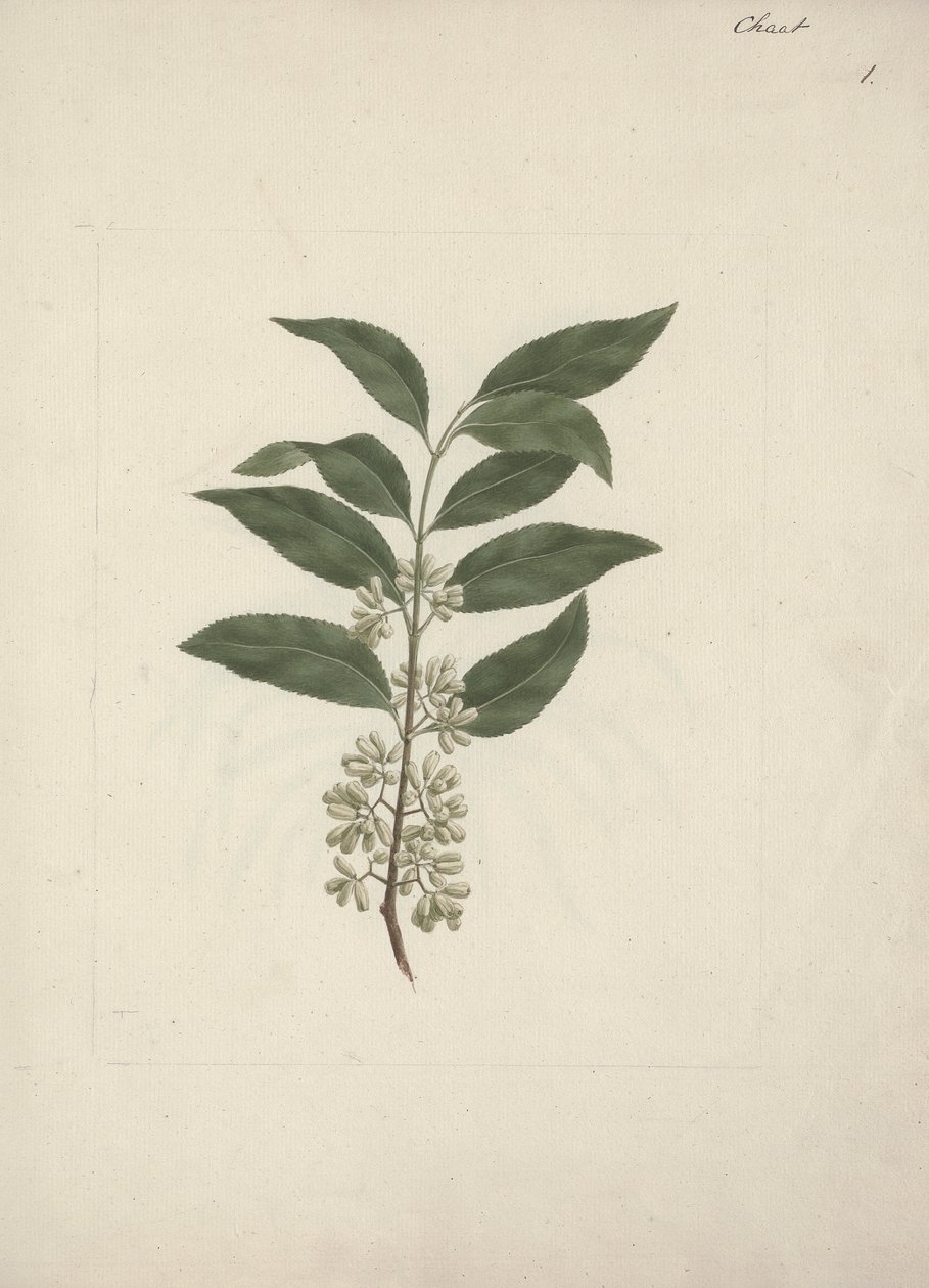 Catha edulis Forssk. (Khath): dibujo terminado de Luigi Balugani