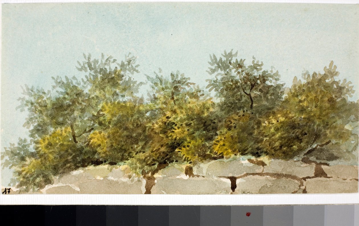 Olivos, País de Liguria (acuarela, circa 1825) de Luigi Garibbo