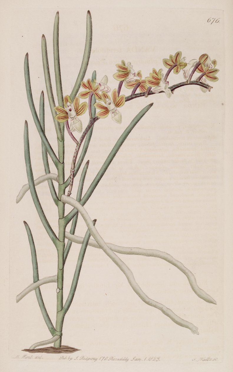 Ilustración de Cleisostoma simondii (como sin. Vanda teretifolia) de M. Hart