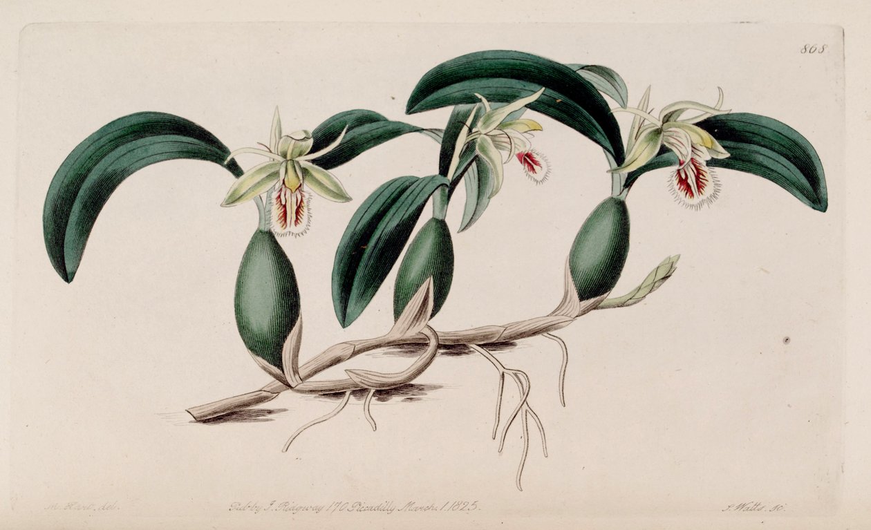 Ilustración de Coelogyne fimbriata de M. Hart