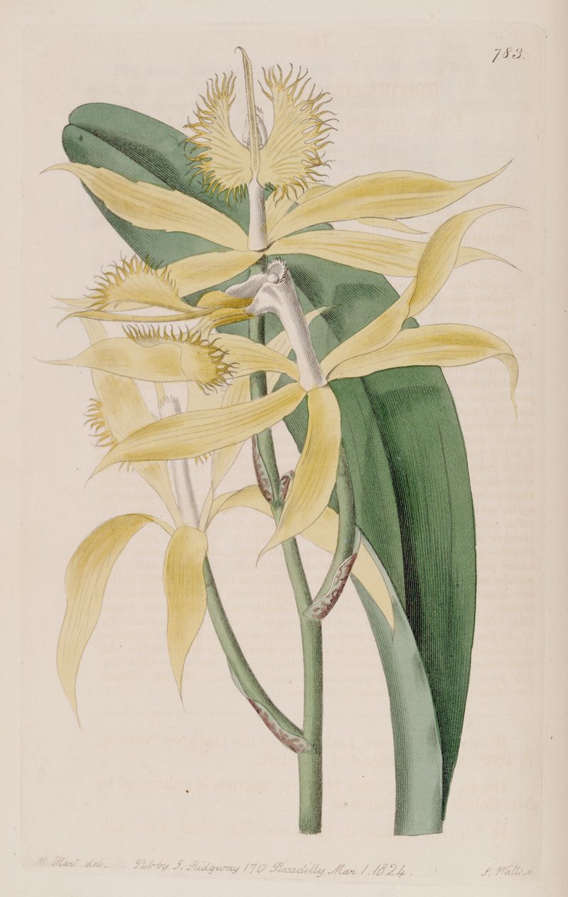 Ilustración de Epidendrum ciliare (como sin. Epidendrum cuspidatum) de M. Hart