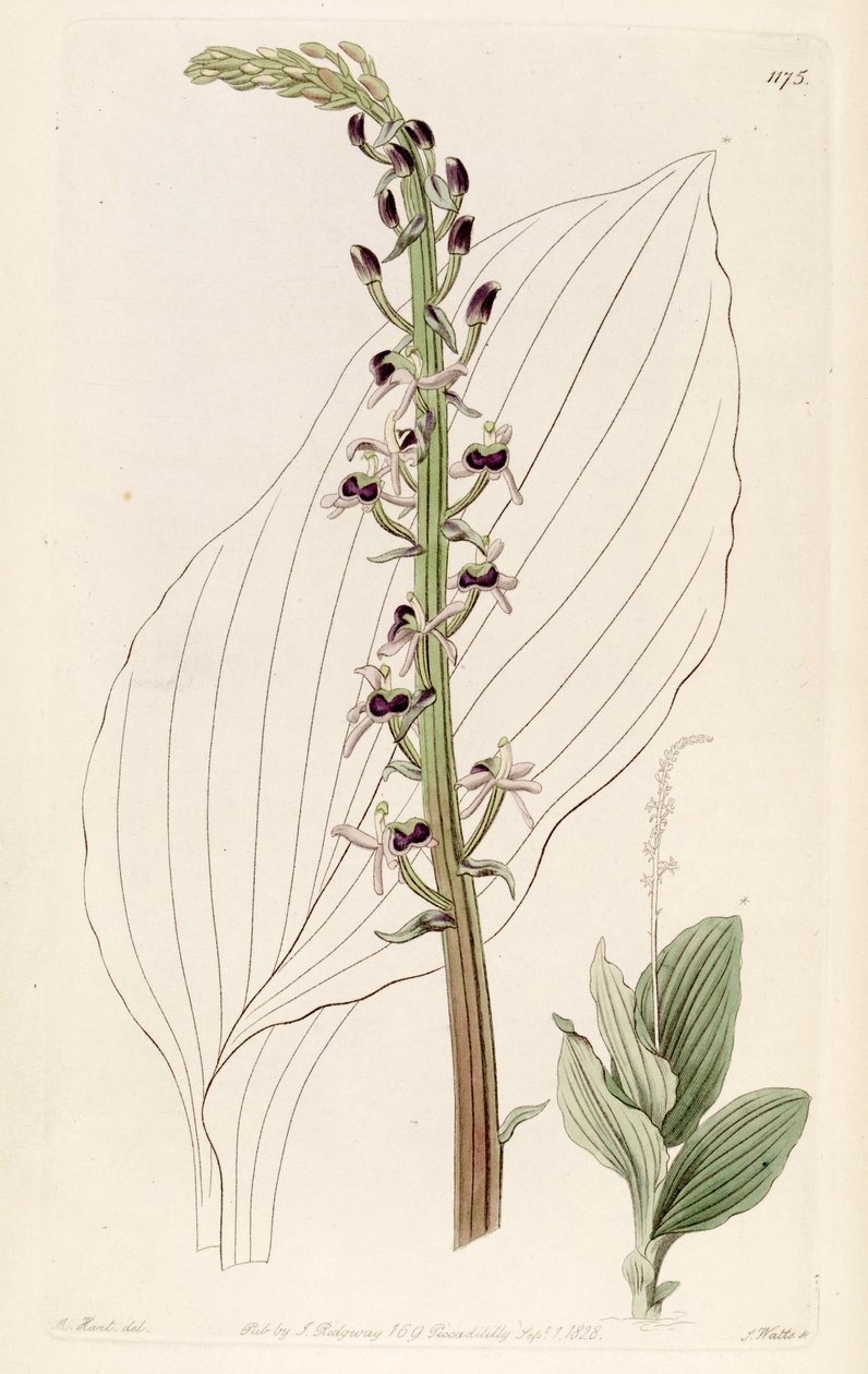 Ilustración de Liparis nervosa ssp. nervosa (como sin. Liparis elata) de M. Hart