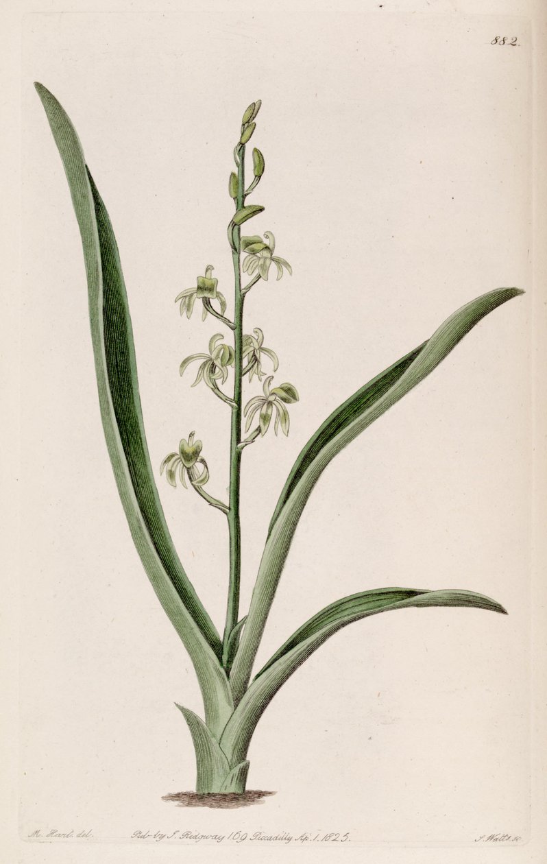 Ilustración de Liparis reflexa (como sin. Liparis foliosa) de M. Hart