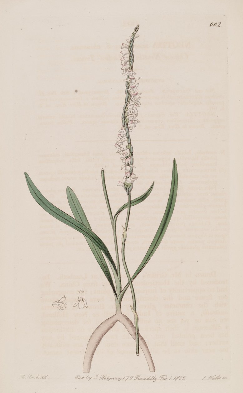 Ilustración de Spiranthes sinensis (como sin. Neottia australis) de M. Hart
