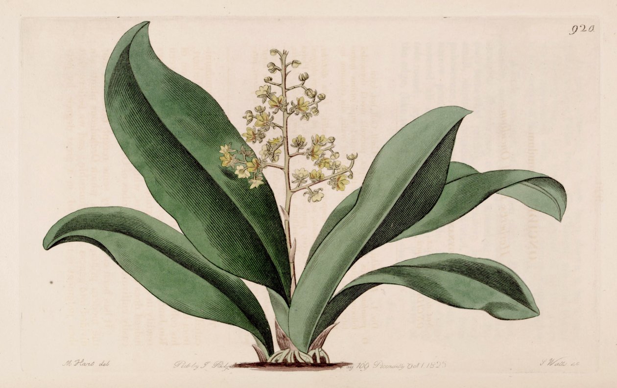 Ilustración de Trichocentrum pumilum (como sin. Oncidium pumilum) de M. Hart