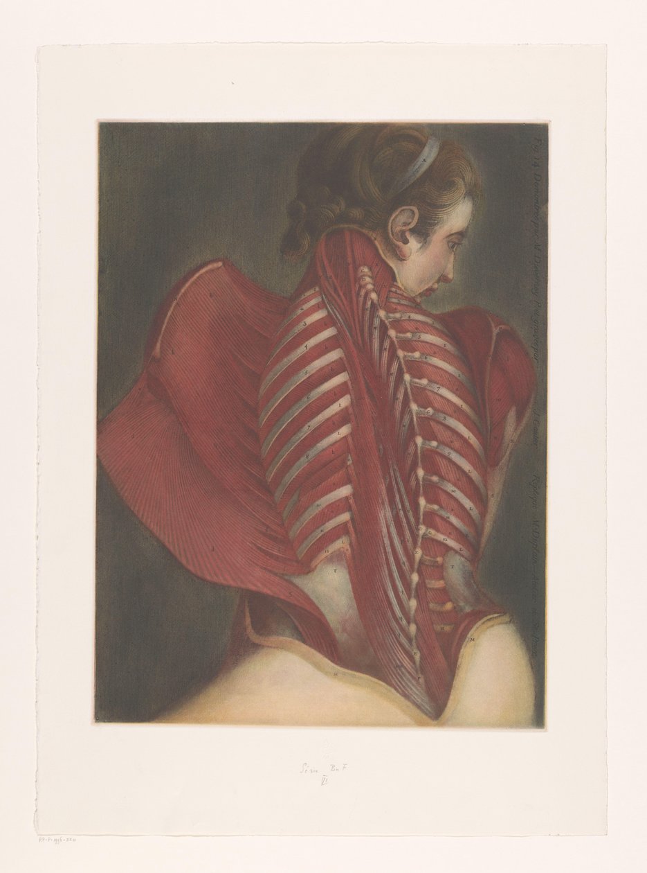 Representación anatómica de la espalda. de M.D. Duplain