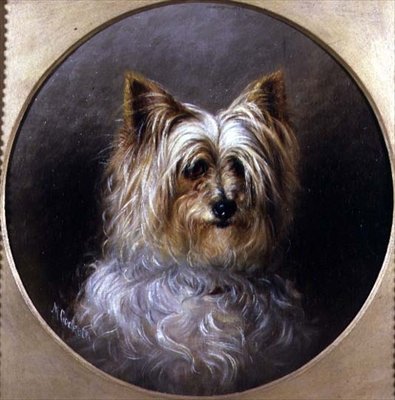 Estudio de cabeza de un Yorkshire terrier de M. Cocker
