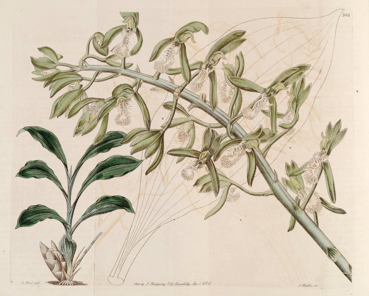 Ilustración de Catasetum cristatum de M. Hart