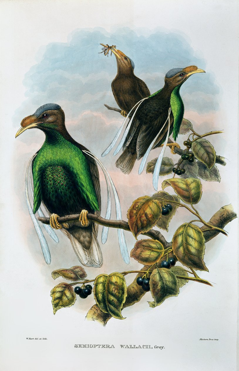 Ala Estándar de Wallace Semioptera Wallecei de M. Hart