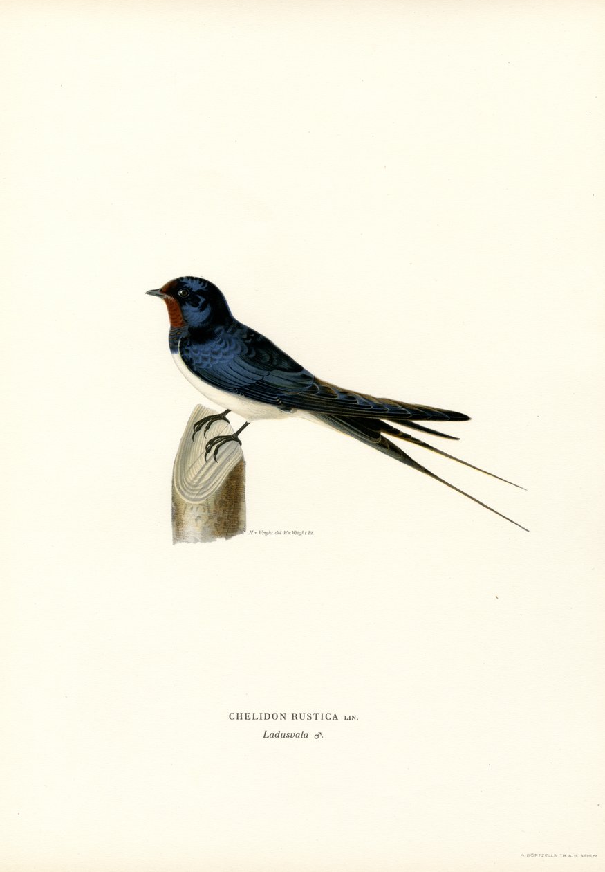 Golondrina doméstica (litografía en color) de Magnus Ferdinand and Wilhelm von Wright