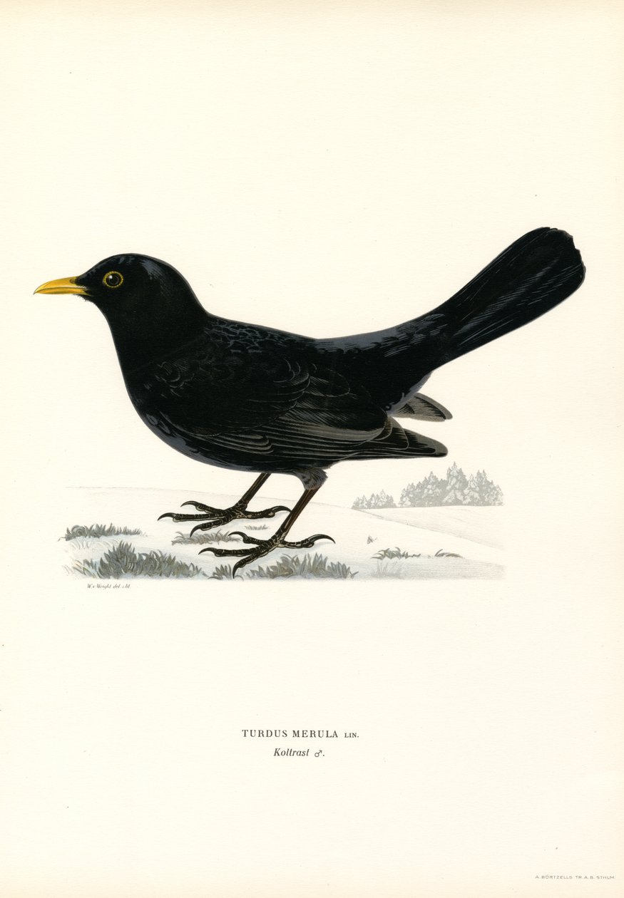Blackbird (litografía en color) de Magnus Ferdinand and Wilhelm von Wright