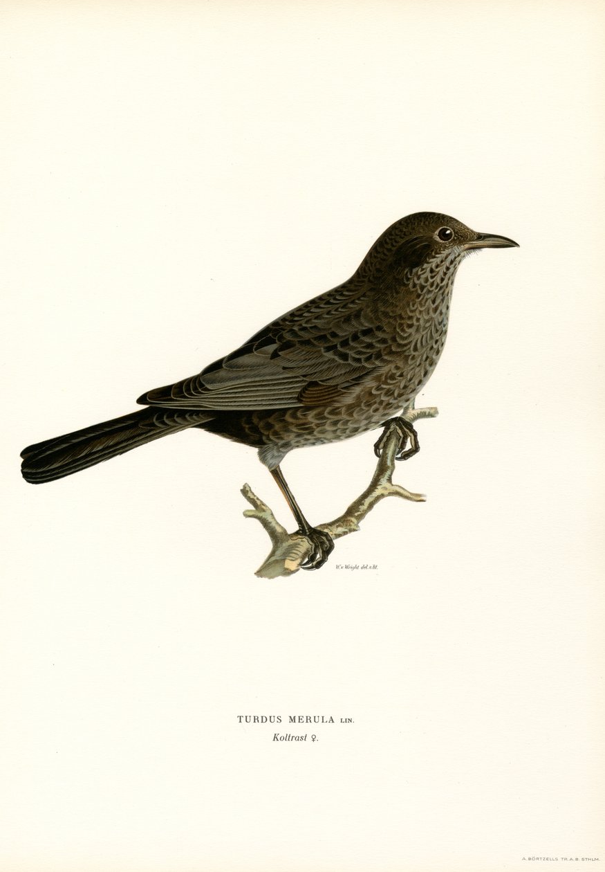 Blackbird (litografía en color) de Magnus Ferdinand and Wilhelm von Wright