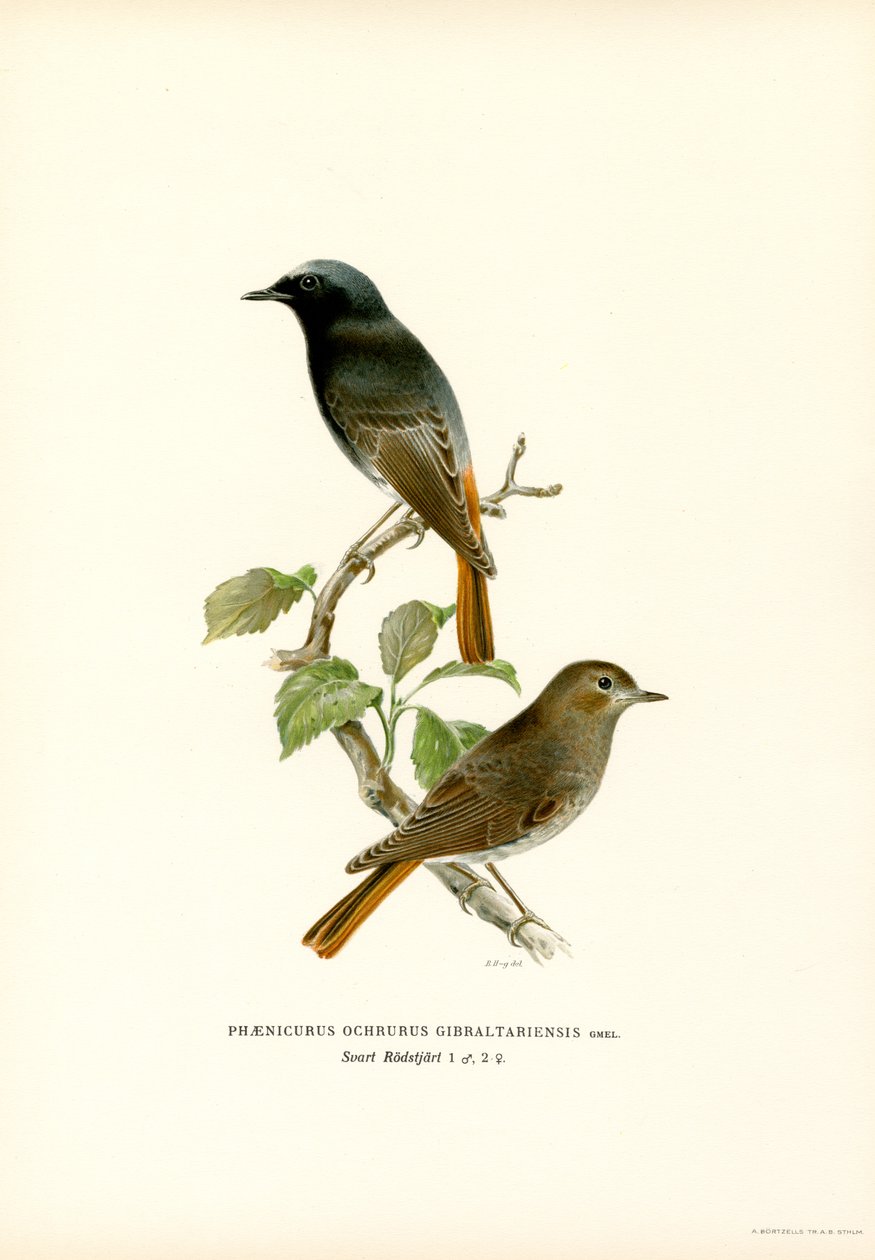 Blackstart (litografía en color) de Magnus Ferdinand and Wilhelm von Wright