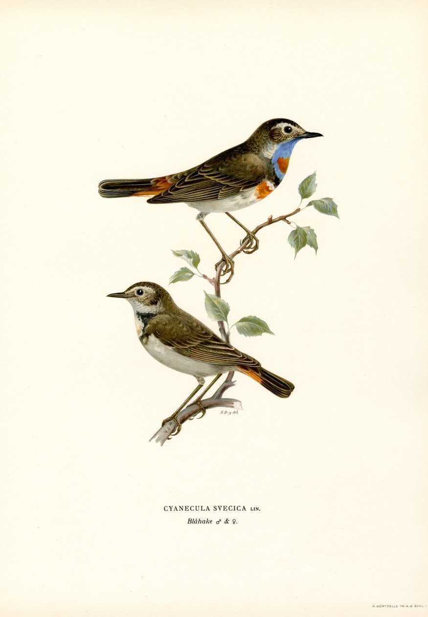 Pechiazul (litografía en color) de Magnus Ferdinand and Wilhelm von Wright