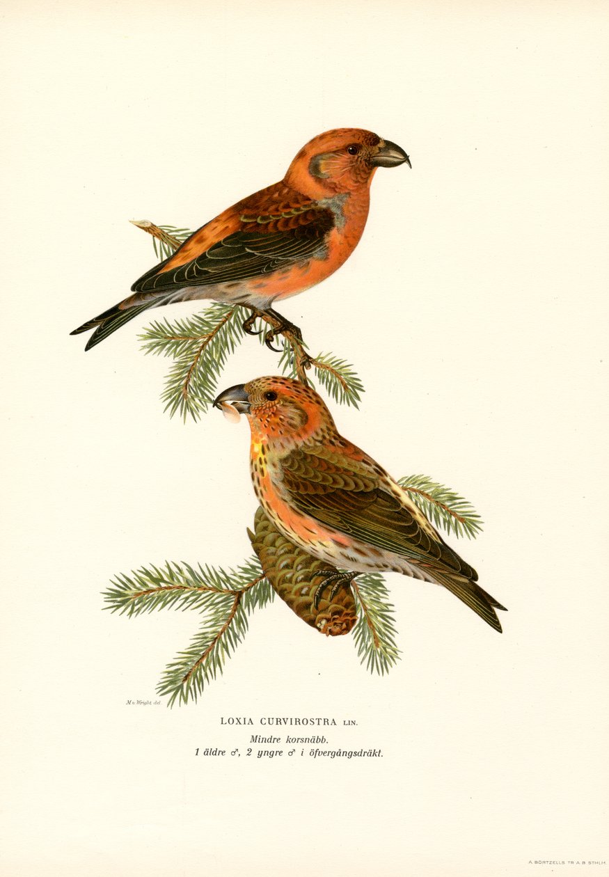 Piquituerto (litografía en color) de Magnus Ferdinand and Wilhelm von Wright