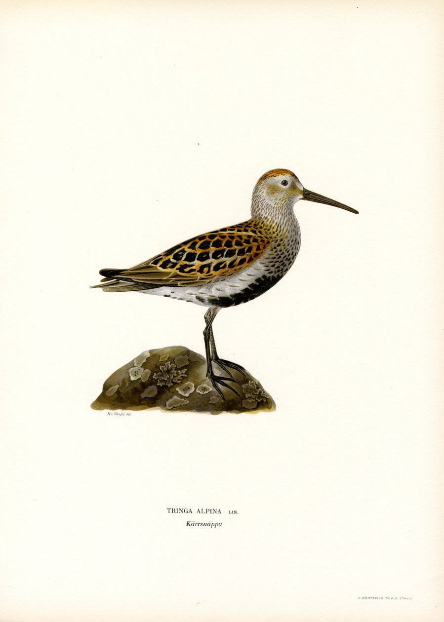 Picogordo (litografía en color) de Magnus Ferdinand and Wilhelm von Wright
