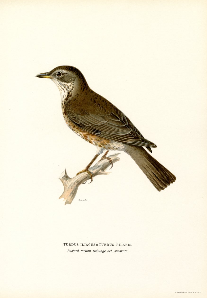 Fieldfare (litografía en color) de Magnus Ferdinand and Wilhelm von Wright