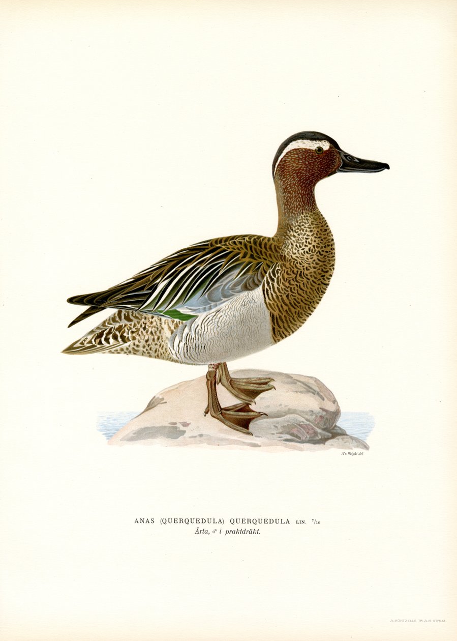 Garganey (litografía en color) de Magnus Ferdinand and Wilhelm von Wright