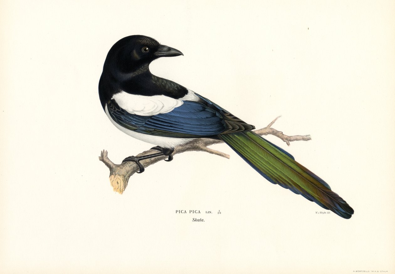 Urraca (litografía en color) de Magnus Ferdinand and Wilhelm von Wright