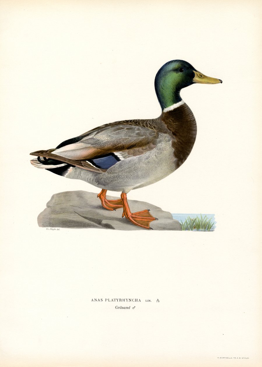 Pato azulón (litografía en color) de Magnus Ferdinand and Wilhelm von Wright