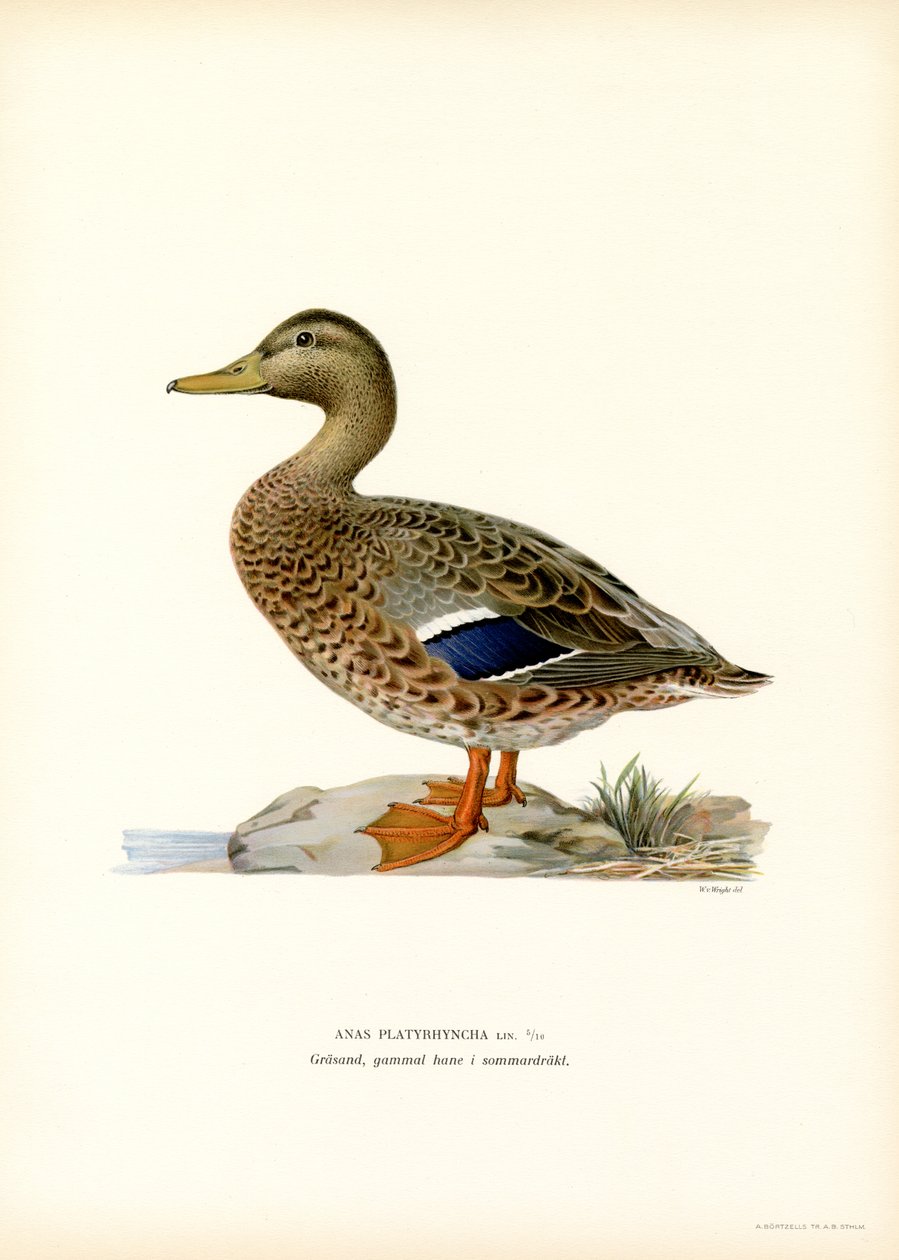 Pato azulón (litografía en color) de Magnus Ferdinand and Wilhelm von Wright