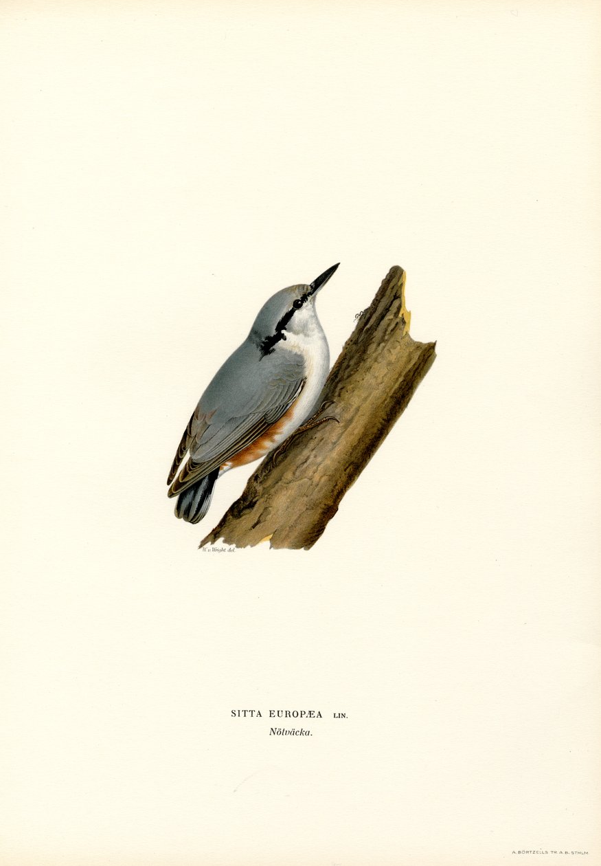 Nuthatch (litografía en color) de Magnus Ferdinand and Wilhelm von Wright