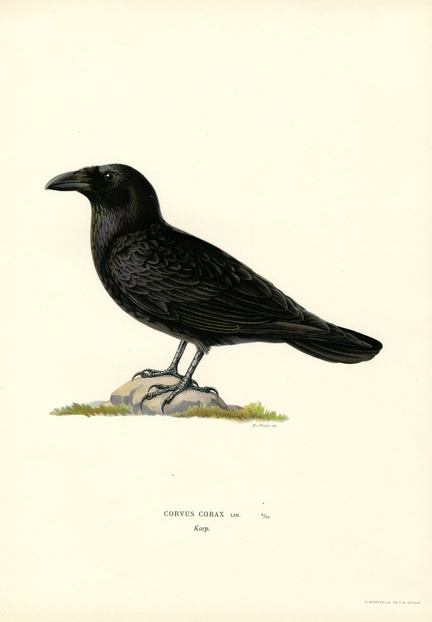 Raven (litografía en color) de Magnus Ferdinand and Wilhelm von Wright