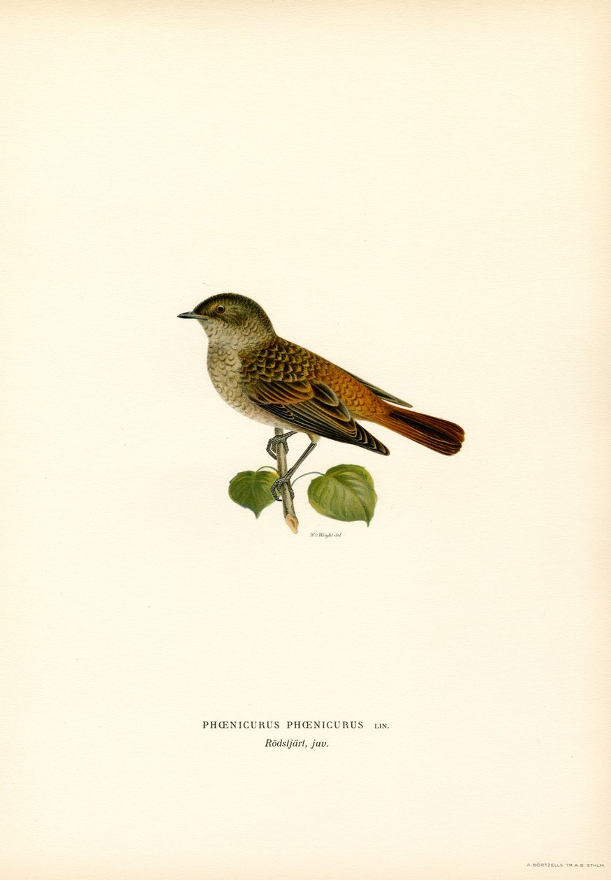 Colirrojo (litografía en color) de Magnus Ferdinand and Wilhelm von Wright