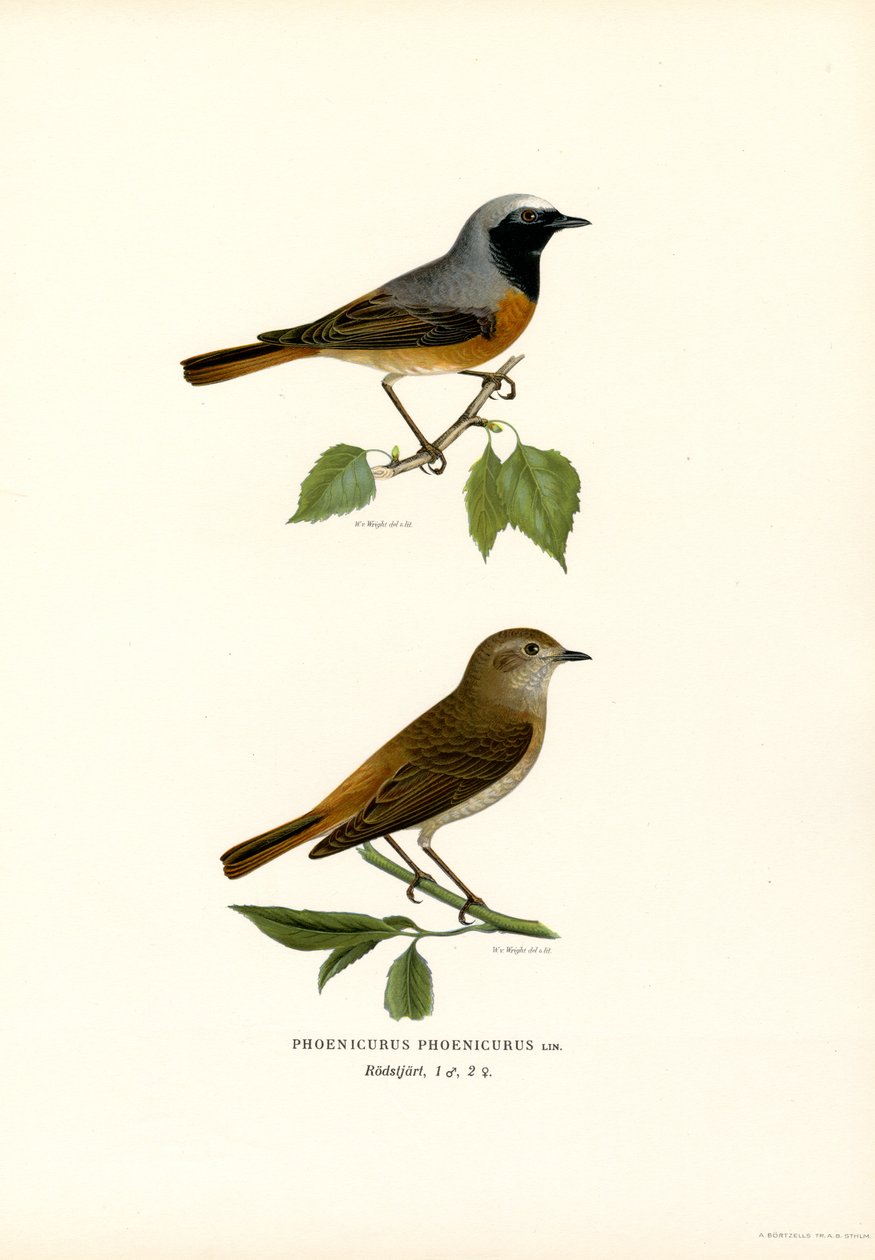 Colirrojo (litografía en color) de Magnus Ferdinand and Wilhelm von Wright