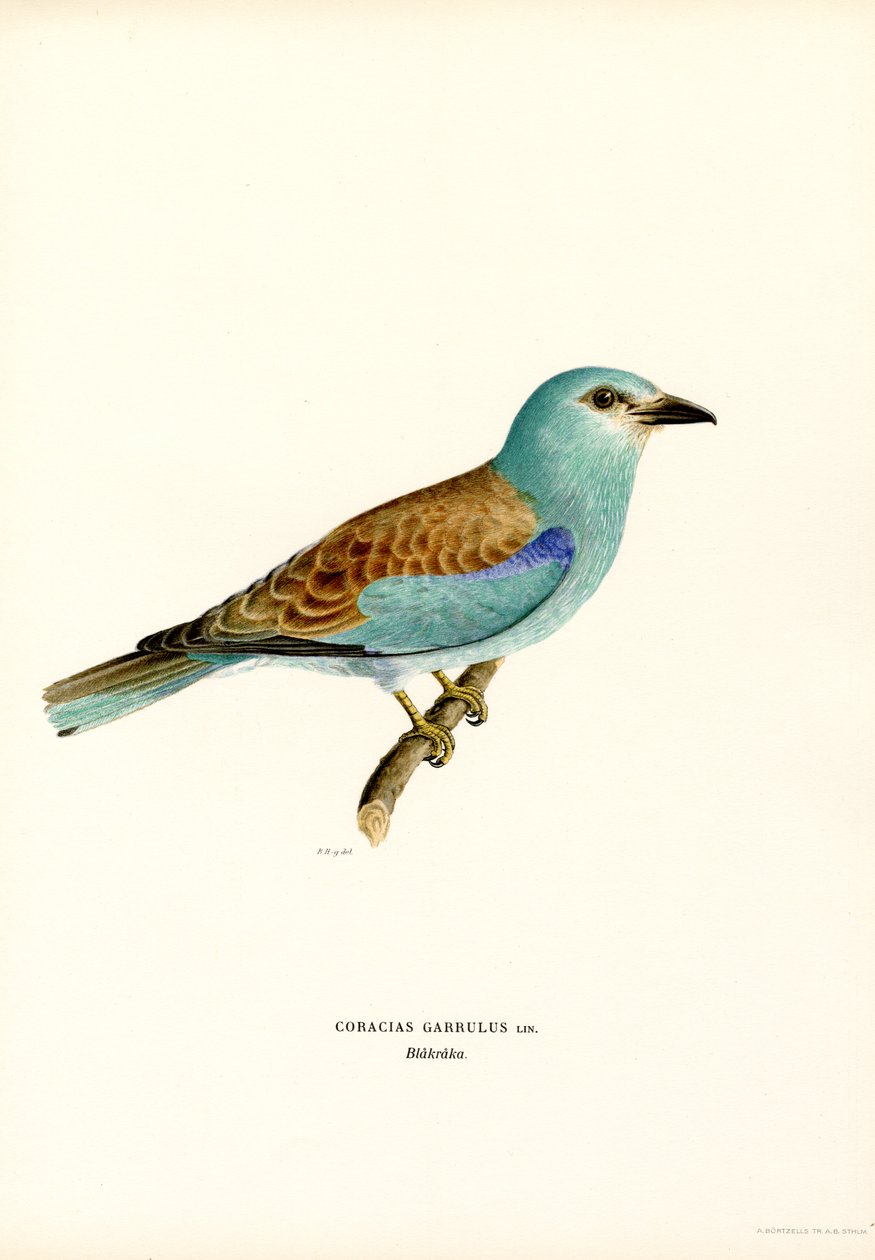 Rodillo (litografía en color) de Magnus Ferdinand and Wilhelm von Wright