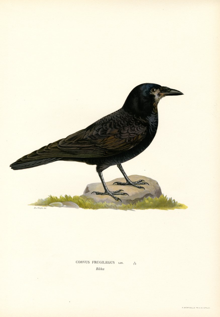 Rook (litografía en color) de Magnus Ferdinand and Wilhelm von Wright
