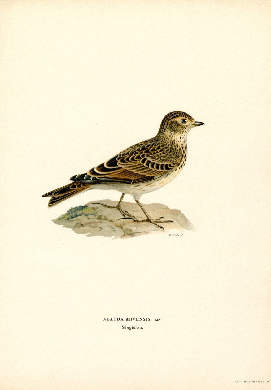 Skylark (litografía en color) de Magnus Ferdinand and Wilhelm von Wright
