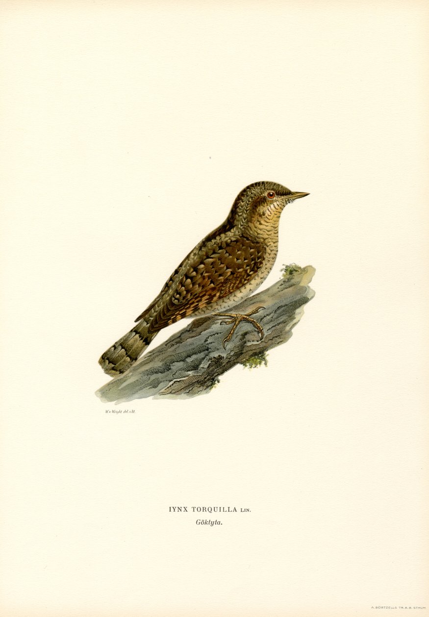 Wryneck (litografía en color) de Magnus Ferdinand and Wilhelm von Wright