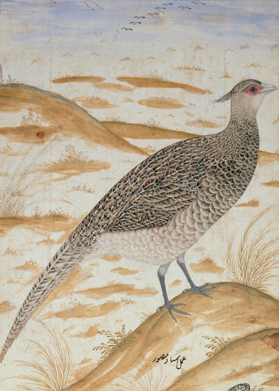 Faisán cheer del Himalaya, periodo de Jahangir, Mughal, c.1620 de Mansur