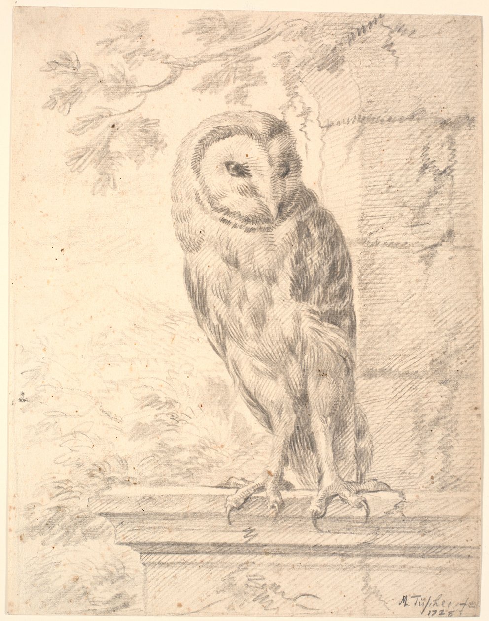 Búho del Barón von Stosch de Marcus Tuscher
