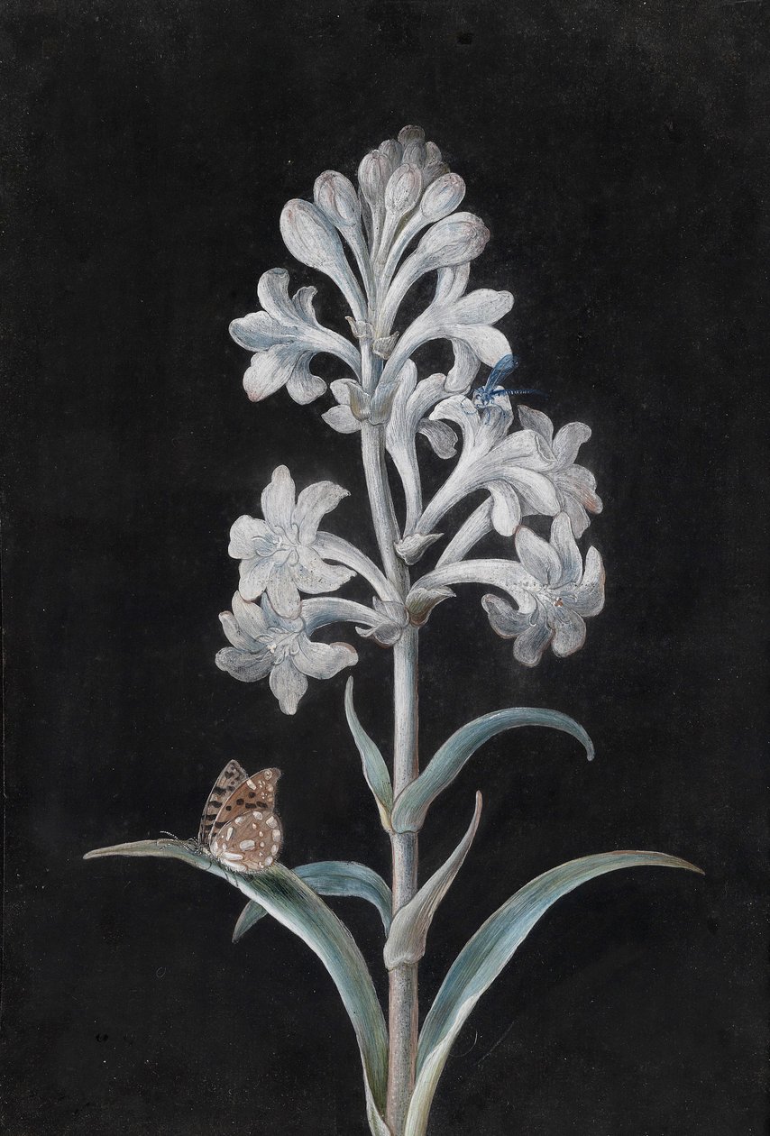 Jacinto blanco con insectos de Margaretha Barbara Dietzsch