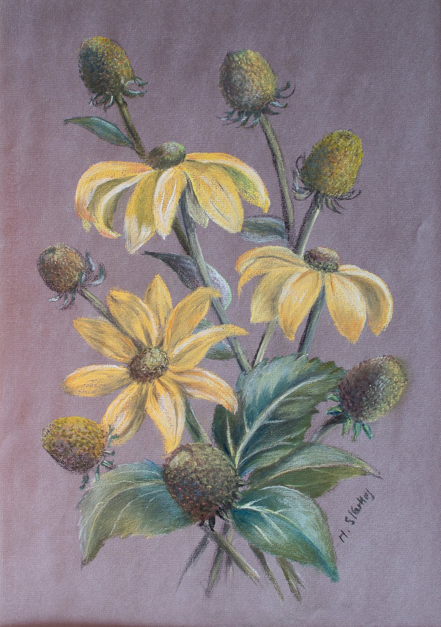 Rudbeckia, 2014 de Margo Starkey