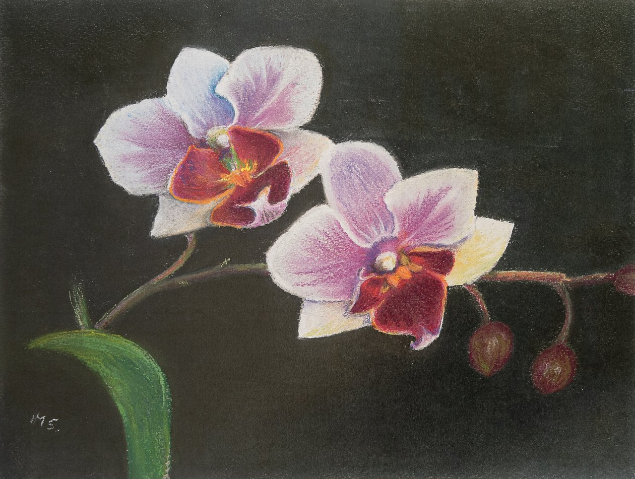 Orquídea en mi dormitorio de Margo Starkey
