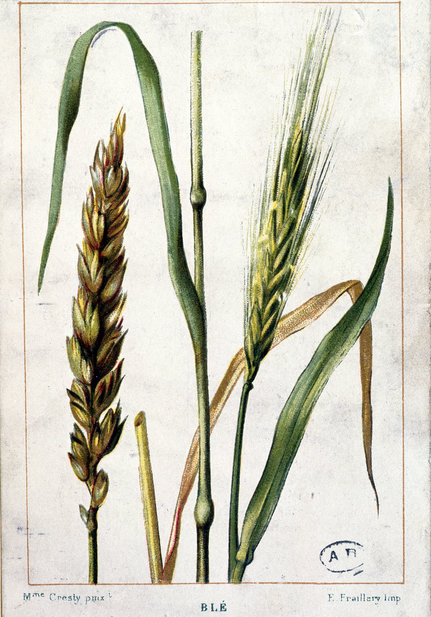 Trigo de Marguerite Buret