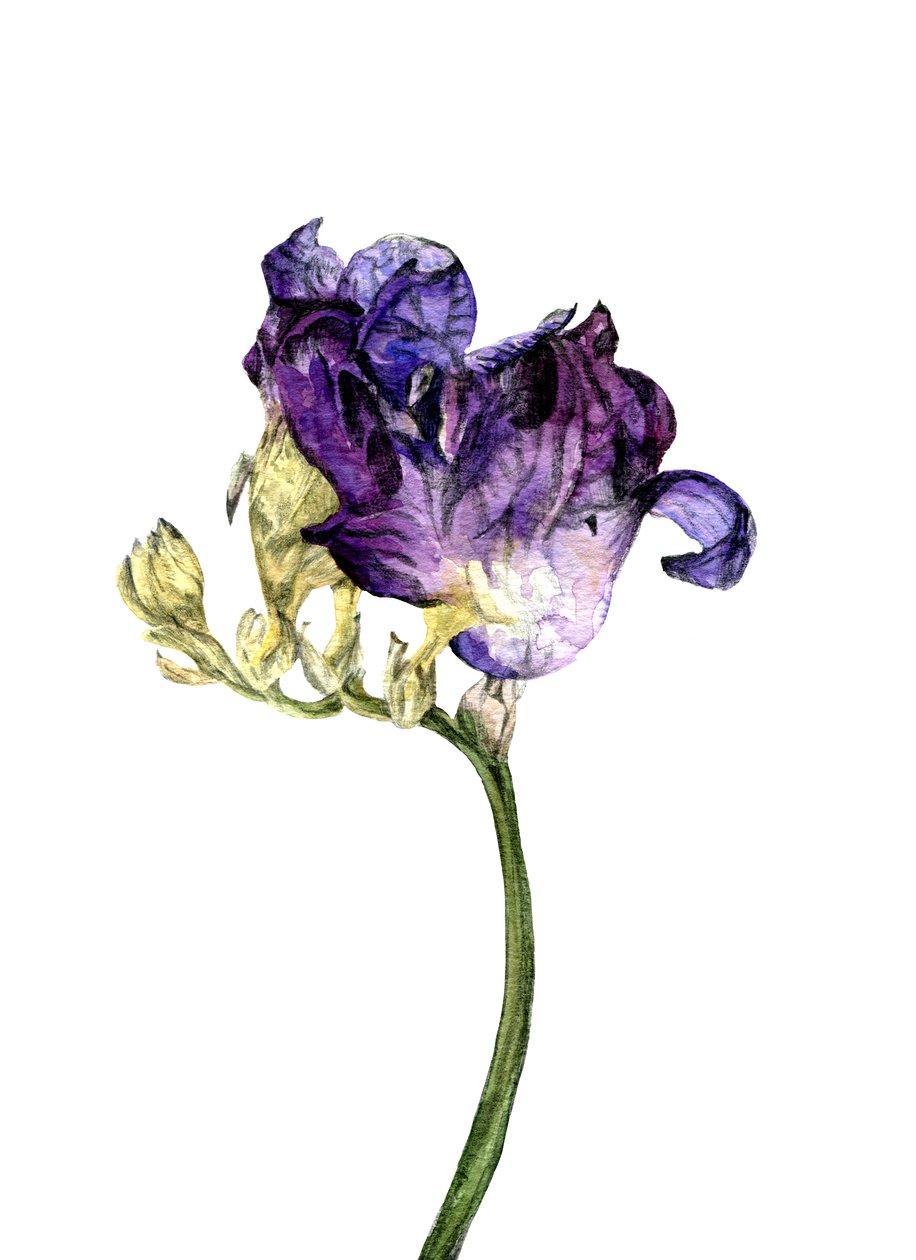 Flor de fresia, 2018 de Maria Basea