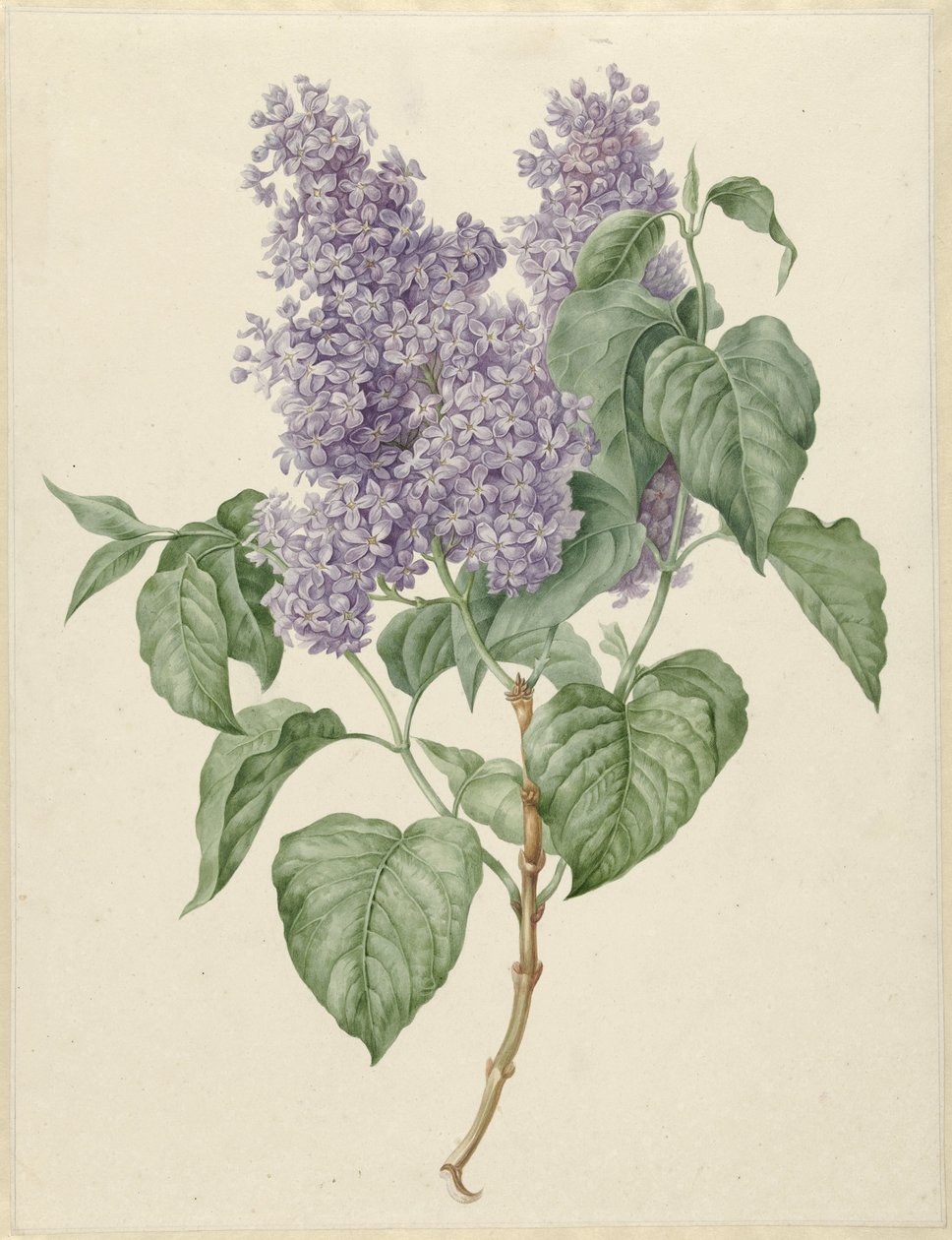 Rama con lilas moradas de Maria Geertruida Barbiers Snabilié